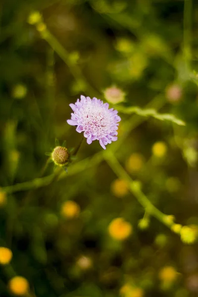 Kwiat z nieukierunkowanego tła pola pszenicy — Zdjęcie stockowe