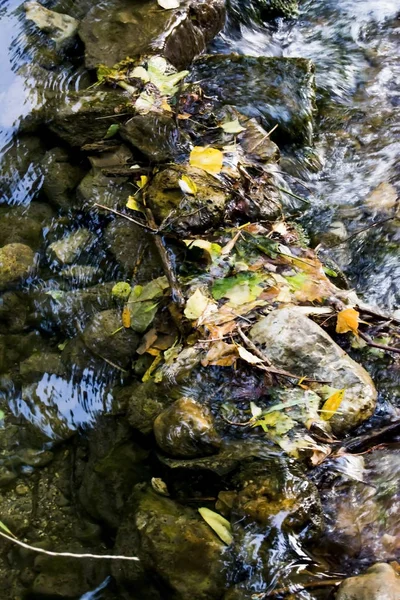 Krajina v létě v řece — Stock fotografie