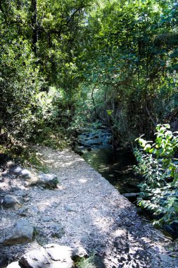 Yaz aylarında bir nehir Manzara