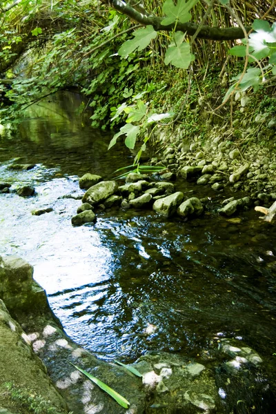 夏の川の風景 — ストック写真