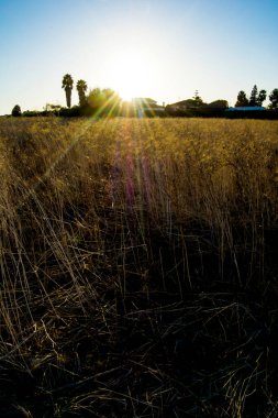 Kuru bir tarlada gün doğumu