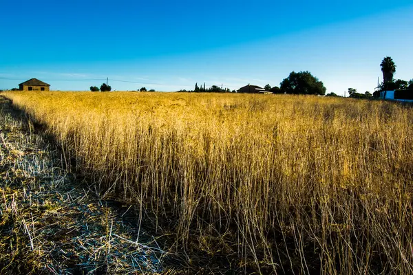 Salida Del Sol Campo Cultivo Seco — Foto de Stock