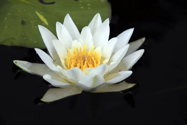 Witte lotus op het oppervlak van de vijver. — Stockfoto