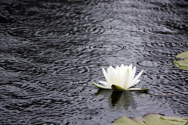 Witte lotus op het oppervlak van de vijver. — Stockfoto