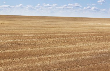 Yaz aylarında hasat sonra sınırsız alanlar.