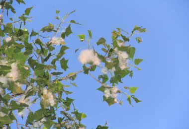 Kavak polenlerine alerji. Mart ayı ortasından itibaren kavak polen.