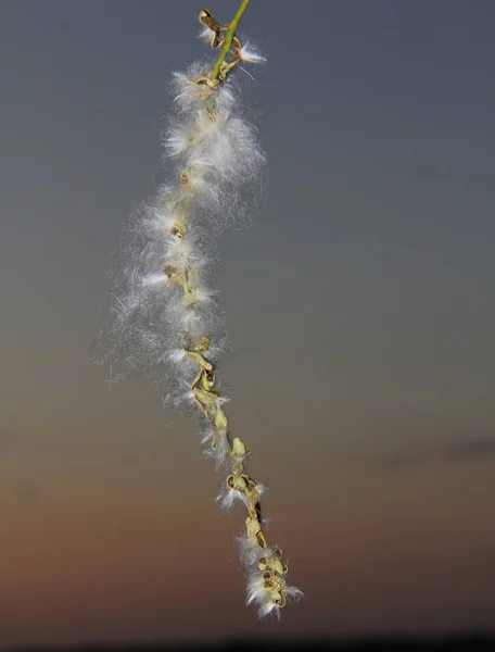 Allergie au pollen de peuplier. pollen de peuplier à partir de mi-mars . — Photo