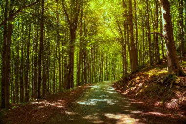 Tree misty forest or beechwood and road. Foreste Casentinesi national park, Tuscany, Italy, Europe clipart