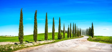 İtalyan selvi satır ve bir beyaz yol kırsal manzara ağaçlar. Siena, Toskana, İtalya, Europe.