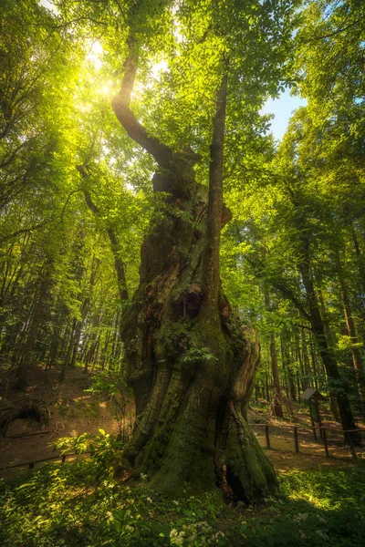 Великий Світські Деревом Каштана Casentino Лісі Європа Форест Casentinesi Національний — стокове фото
