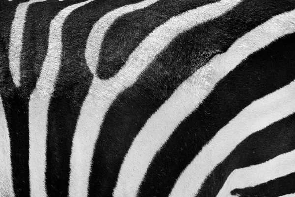 Zebrahaut Oder Fell Echte Schwarz Weiß Textur Oder Hintergrundfotografie — Stockfoto