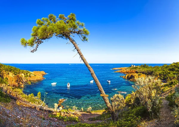 Esterel 地中海树 红色的岩石海岸 海滩和大海 在科特迪瓦 Azur 附近戛纳 普罗旺斯 欧洲的法国里维埃拉 — 图库照片