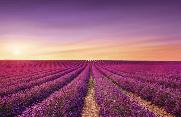 Květy Levandule Kvetoucí Pole Při Západu Slunce Valensole Provence Francie — Stock fotografie