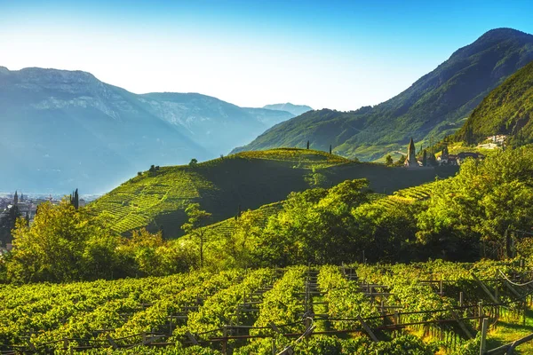 Vinhas Vista Santa Maddalena Rencio Bolzano Trentino Alto Adige Sud — Fotografia de Stock