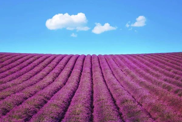 Levandule Květ Kvete Vonnými Pole Nekonečných Řadách Valensole Plošině Provence — Stock fotografie