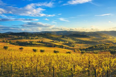 Panzano Chianti bağ ve panorama adlı'nde sonbahar günbatımı. Toskana, İtalya Europe.