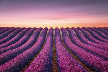 Lavanta çiçek çiçek açan sonsuz satır alanları günbatımında kokulu. Valensole Yaylası, provence, Fransa, Avrupa.