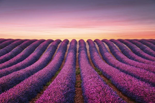 Lavender flower blooming scented fields in endless rows at sunset. Valensole plateau, provence, france, europe.