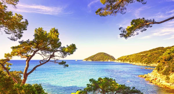 Moře Ostrově Elba Portoferraio Viticcio Beach Pobřeží Středomořských Borovic Toskánsko — Stock fotografie