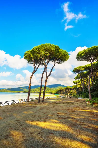 Pinienbaumgruppe Strand Und Hintergrund Der Meeresbucht Punta Ala Toskana Italien — Stockfoto