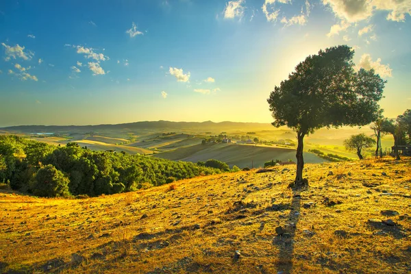 Tuscany Countryside Panoramic View Lonely Windy Olive Tree Rolling Hills — Stock Photo, Image