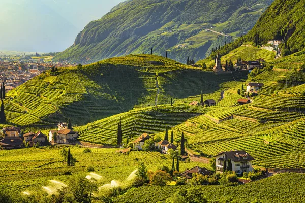Vinhas Vista Santa Maddalena Rencio Bolzano Trentino Alto Adige Sud — Fotografia de Stock