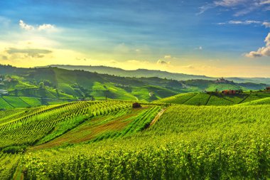 Langhe üzüm bağları günbatımı manzarası, Castiglione Falletto ve La Morra, Unesco Sitesi, Piedmont, Kuzey İtalya Avrupa.