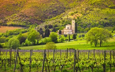Sant Antimo, Castelnuovo Abate Montalcino kilise, üzüm bağları ve laik zeytin ağacı. Val d Orcia Toskana, İtalya, Europe