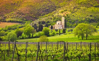 Sant Antimo, Castelnuovo Abate Montalcino church, vineyards and secular olive tree. Val d Orcia Tuscany, Italy, Europe clipart