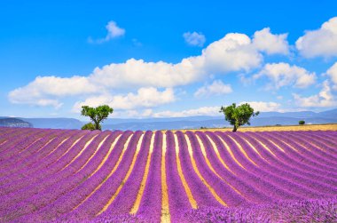Lavanta çiçekleri alan ve iki ağaç yokuş yukarı çiçek açmış. Valensole, Provence, France, Europe.