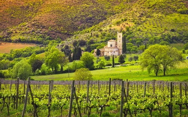 Sant Antimo Castelnuovo Abate Montalcino Kyrka Vingårdar Och Sekulära Olivträd — Stockfoto