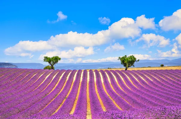 Lavendelblüten Blühendes Feld Und Zwei Bäume Bergauf Valensole Provence Frankreich — Stockfoto