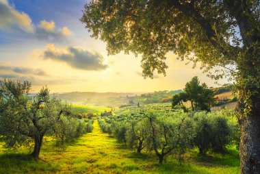 Maremma kırsal panoramik, zeytin ağaçları, günbatımı üzerinde inişli çıkışlı tepeler ve yeşil alanlar. Deniz ufukta. Casale Marittimo, Pisa, Toskana İtalya Europe.
