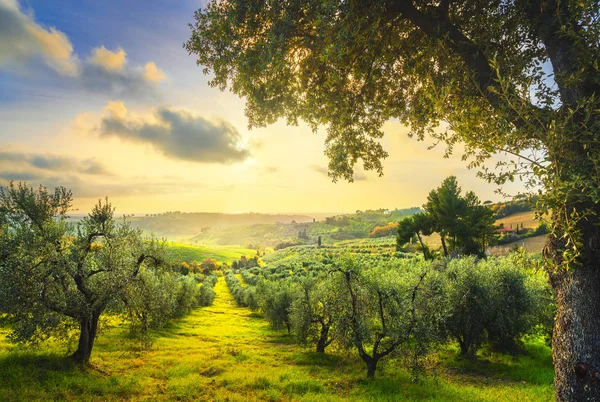 Maremma Countryside Panoramic View Olive Trees Rolling Hills Green Fields — Stock Photo, Image