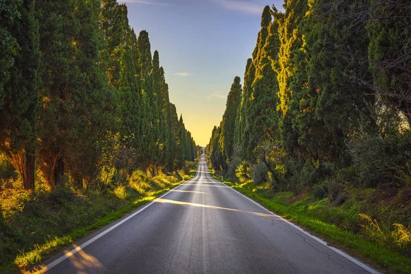 Bolgheri Ciprestes Famosos Árvores Paisagem Boulevard Reta Maremma Landmark Toscana — Fotografia de Stock
