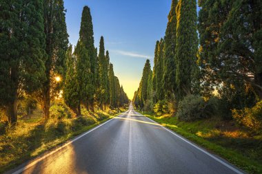 Bolgheri 'nin ünlü selvi ağaçları düz bulvar manzarası. Maremma tarihi, Toskana, İtalya, Avrupa.