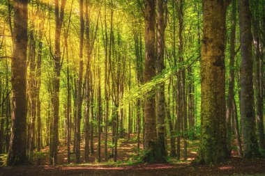 Casentino laik ormanı. Ağaç sisli orman ya da kayın ağacı. Toskana, İtalya. Foreste Casentinesi Ulusal Parkı, Toskana, İtalya, Avrupa