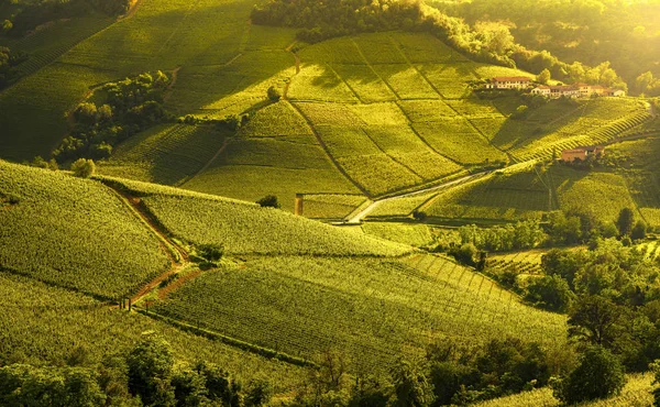 Langhe Viñedos Puesta Del Sol Panorama Cerca Barolo Unesco Sitio —  Fotos de Stock