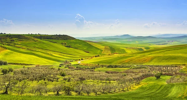 Apulië Platteland Weergave Olijf Bomen Glooiende Heuvels Groene Velden Landschap — Stockfoto