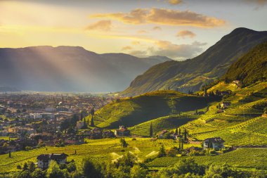 Üzüm bağları Santa Maddalena Rencio Bolzano görüntüleyin. Trentino Alto Adige Sud Tyrol, İtalya, Europe.