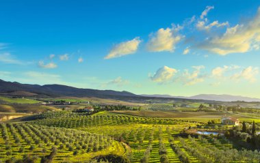 Maremma kırsal panoramik, zeytin ağaçları, günbatımı üzerinde inişli çıkışlı tepeler ve yeşil alanlar. Deniz ufukta. Casale Marittimo, Pisa, Toskana İtalya Europe.