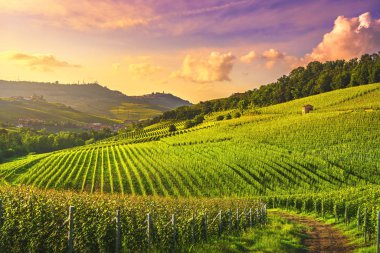Langhe üzüm bağları günbatımı manzarası, Barolo ve La Morra, Unesco Sitesi, Piedmont, Kuzey İtalya Avrupa.