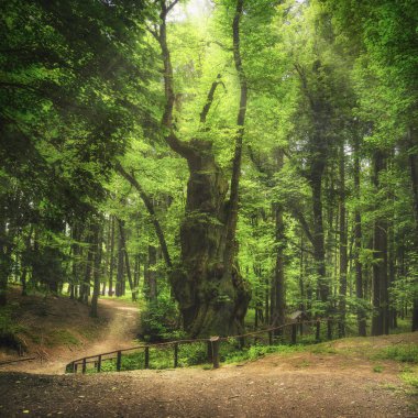 Casentino ormanda kestane ağacı büyük ve laik. Foreste Casentinesi Milli Parkı, Toskana, İtalya, Europe