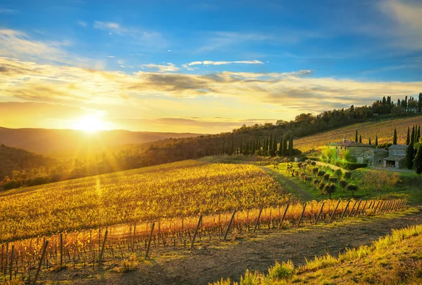 Radda Chianti Weinberg Und Panorama Bei Sonnenuntergang Herbst Toskana Italien — Stockfoto