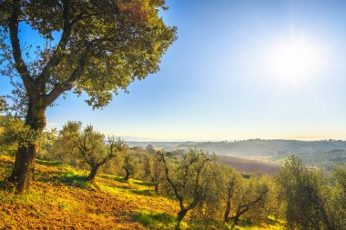 Maremma kırsalının panoramik manzarası, zeytin ağaçları, yuvarlanan tepeler ve yeşil alanlar. Ufukta deniz var. Casale Marittimo, Pisa, Toskana İtalya Avrupa.