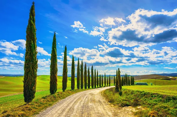 Toscana, Cipreses carretera blanca paisaje rural, Italia, Europa —  Fotos de Stock