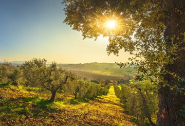 Maremma kırsal manzara ve zeytin ağaçları gün batımı. (Maraş)