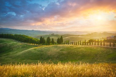 Gün batımında Certaldo Canonica Parkı 'nda. Rolling Hills manzarası ve selvi ağacı sırası. Floransa, Toskana, İtalya