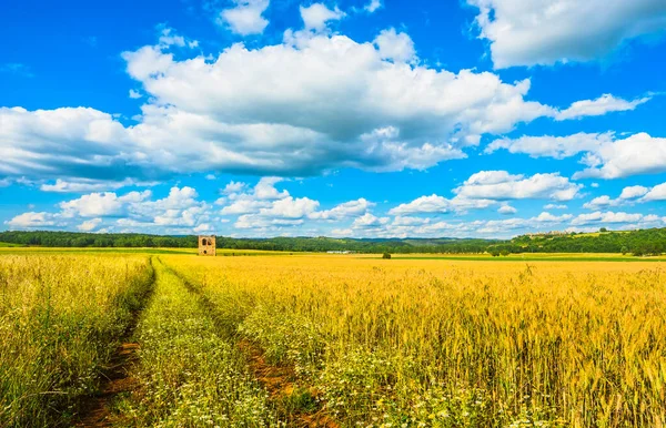 Пшеничное Поле Монтериджиони Маршрут Через Францигену Укрепленная Деревня Заднем Плане — стоковое фото