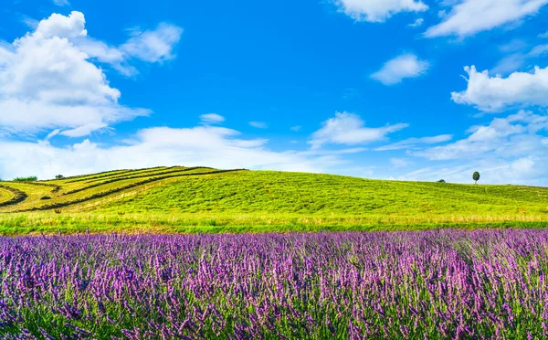 Lavendel Blommor Toscana Kulle Cypressträ Och Gröna Fält Santa Luce — Stockfoto